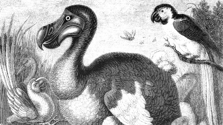 A black and white drawing of a dodo bird