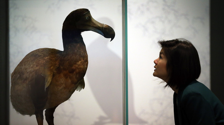 A woman looks at a feathered recreation of a dodo bird in a museum