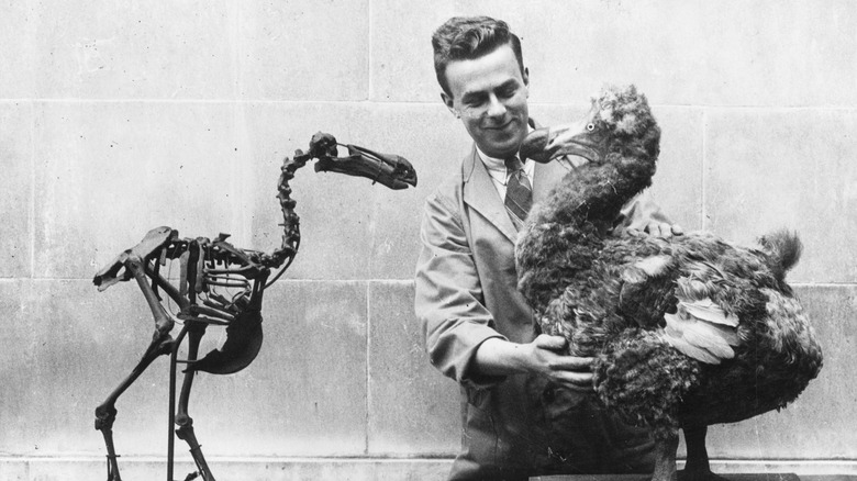 A black and white image of a dodo bird skeleton and a man holding a feathered recreation of the bird across from it