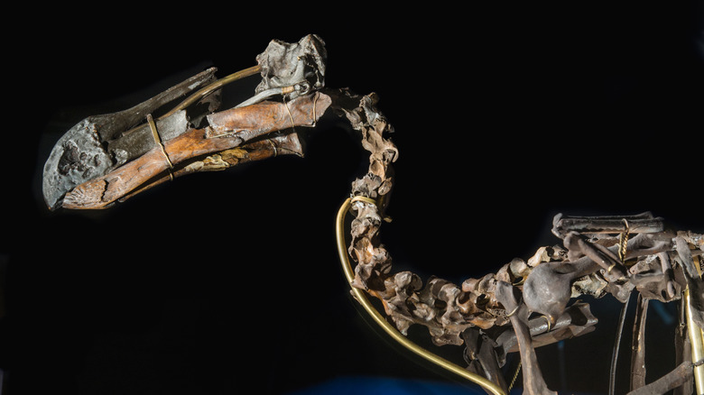 A dodo skeleton against a black backdrop