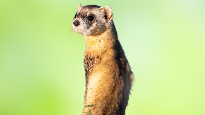 Black-footed ferret standing and looking over its shoulder