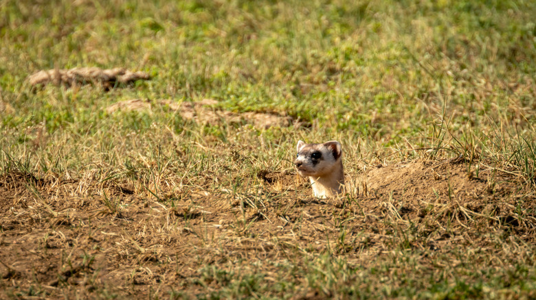 Black-footed ferret looking out of burrow