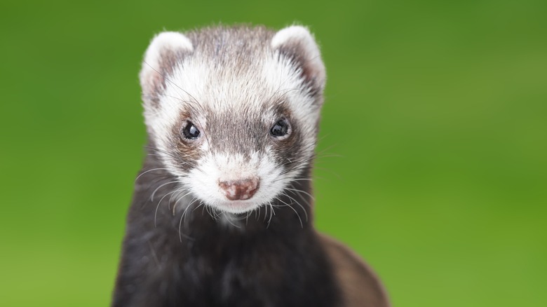 Black-footed ferret face close up