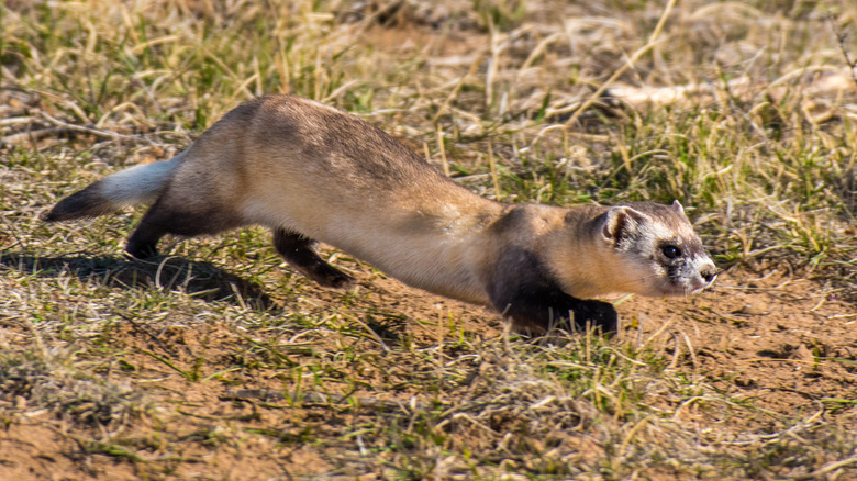 Black-footed ferret running through grass