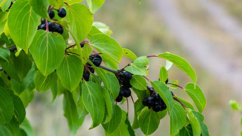 Black berries and brown-spotted green leaves on a thin woody branch