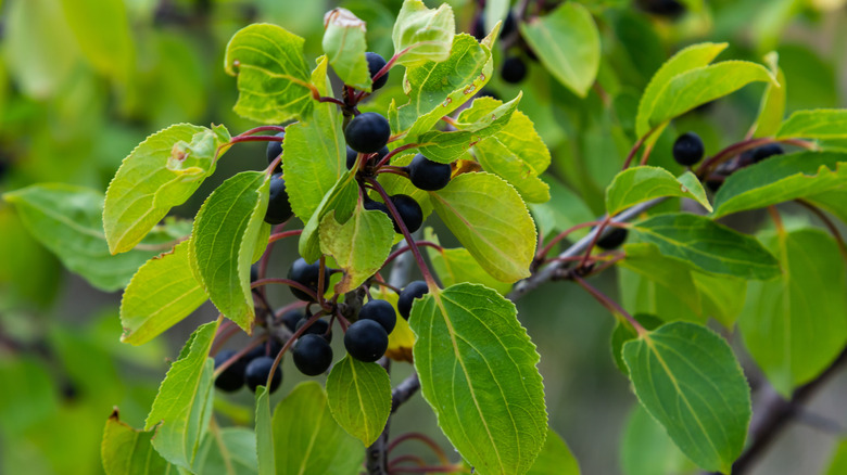 Black berries and brown-spotted green leaves on a thin woody branch