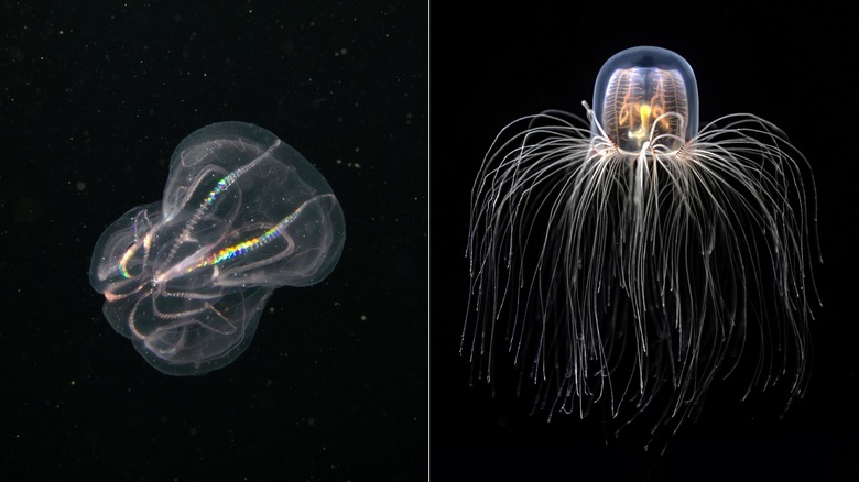 Comb jelly (left) and immortal jellyfish (right)