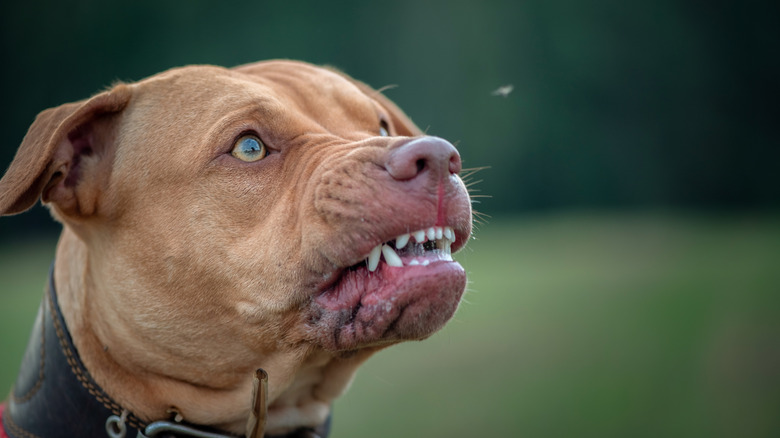 The head of a growling pit bull terrier is shown against a blurry green background