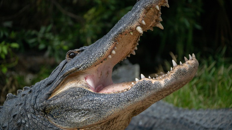 An American Alligator lifts its head and opens its jaws to reveal rows of sharp teeth