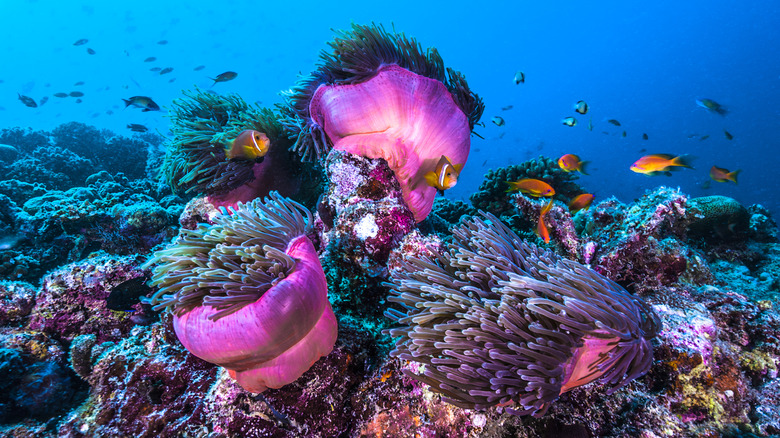 Clownfish and other fish swimming around an anemone