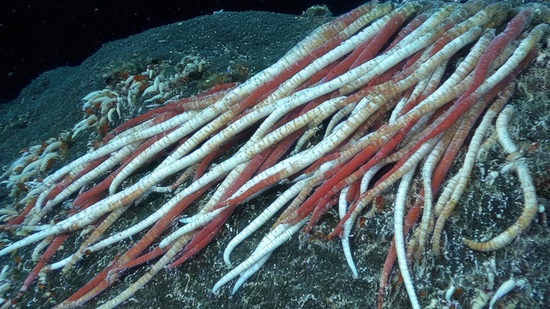 Giant tubeworm in a deep sea hydrothermal like what researchers found in subseafloor cavities