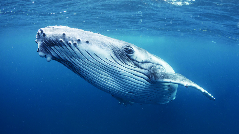 Humpback whale near Tonga eying camera