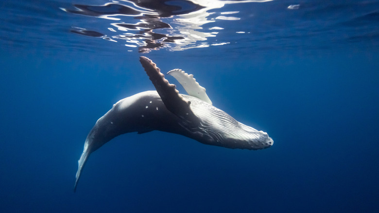 Humpback whale in the ocean near Tahiti