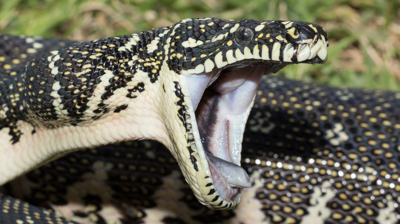 A python opening its mouth