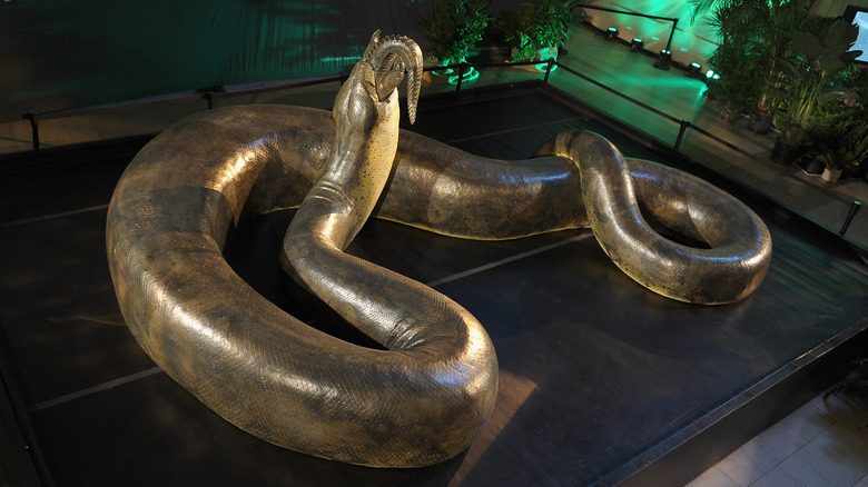 A Titanoboa replica swallowing a crocodile whole