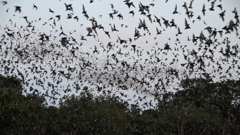 Millions of bats emerge from Bracken Cave to begin their nightly hunt