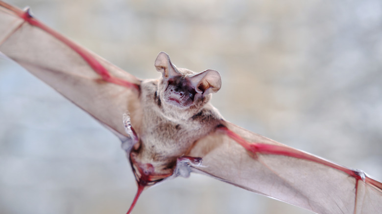 A Mexican free-tailed bat flies through the air against a blurred background