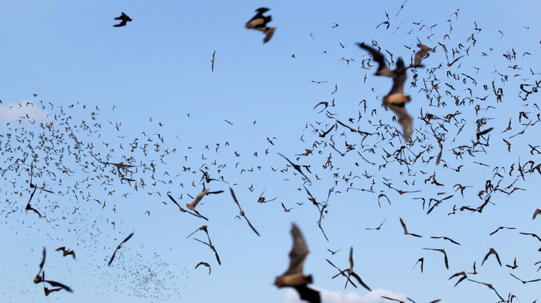 A cloud of Mexican free-tailed bats flies in a blue sky