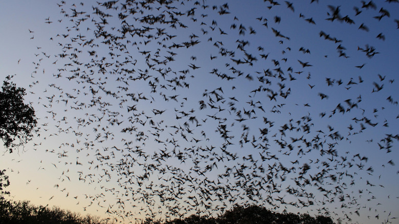 A colony of bats is seen flying in the evening sky as the sun is almost set