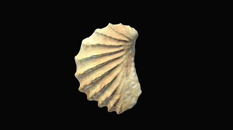 A 3D model of an ancient mollusk with ridges against a black background