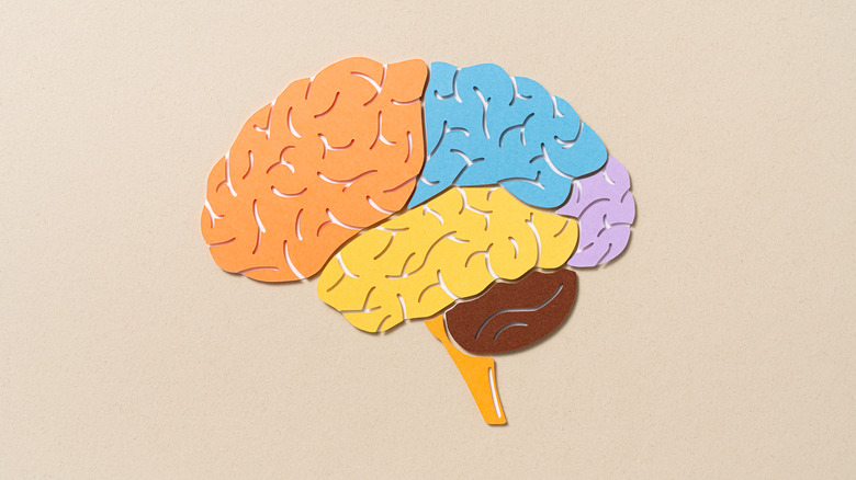 Paper model of a human brain with sections displayed in different colors