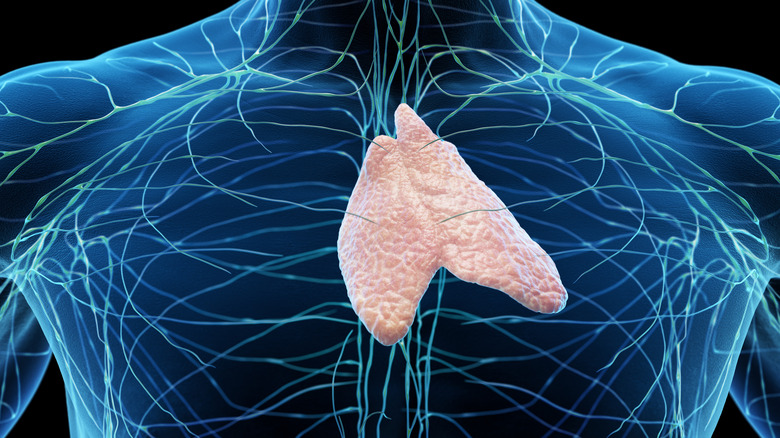 Illustration of the thymus gland and its location