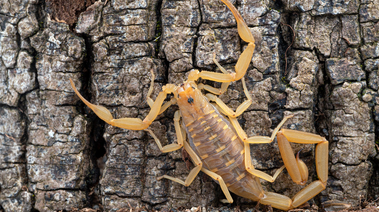 Arizona bark scorpion on tree