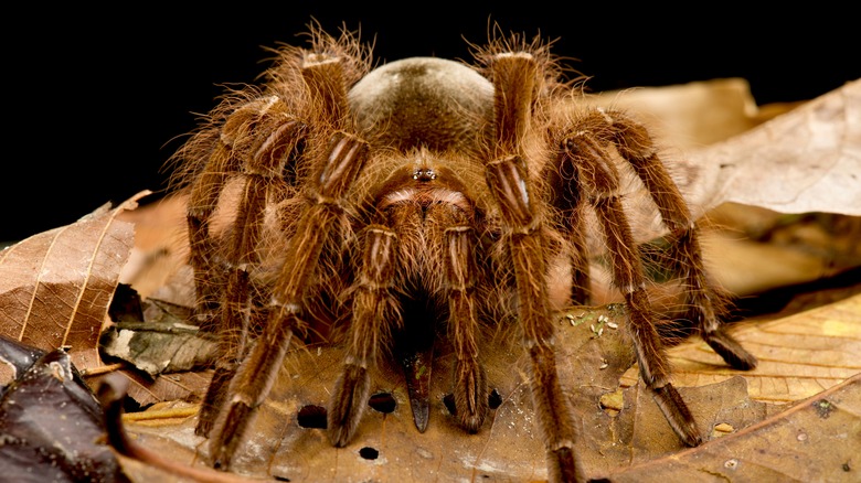 Goliath Bird Eater tarantula facing camera