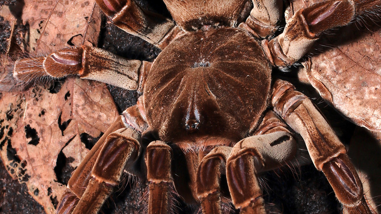 Goliath Bird Eater tarantula close up