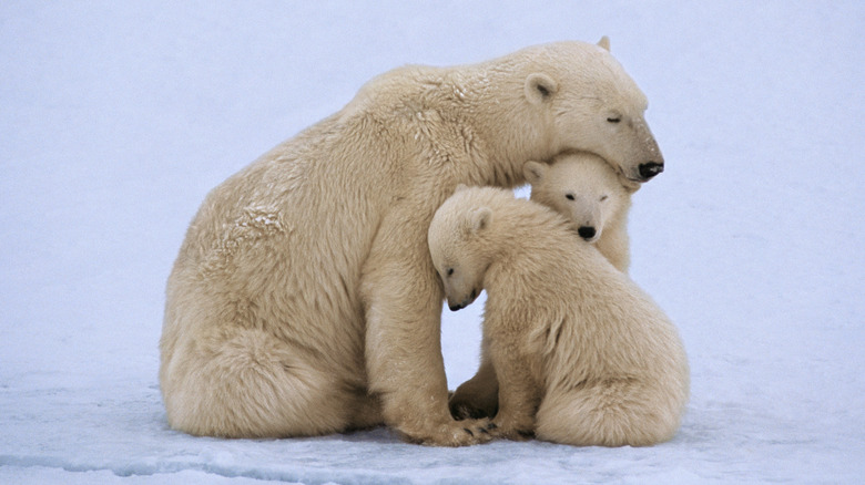 Polar bear with two cubs