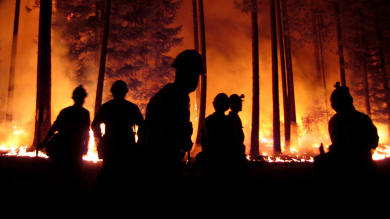 A group of firefighters tackling a fire in trees