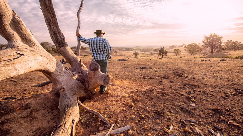 A farmer looking at land affected by drought