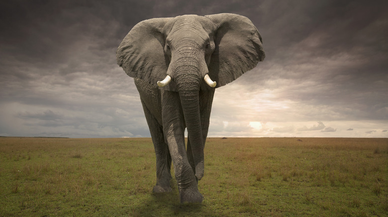 African elephant against a stormy sky