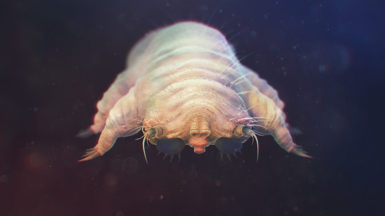 A closeup shows the front end of a Demodex folliculorum skin mite