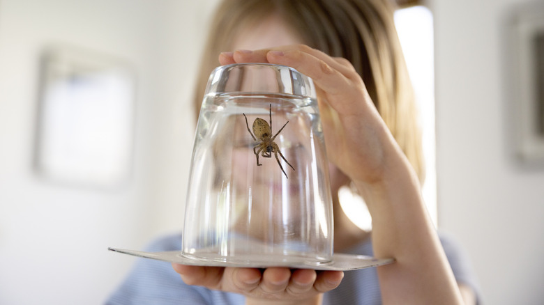 A child holds a piece of paper against an upside-down drinking glass which contains a spider