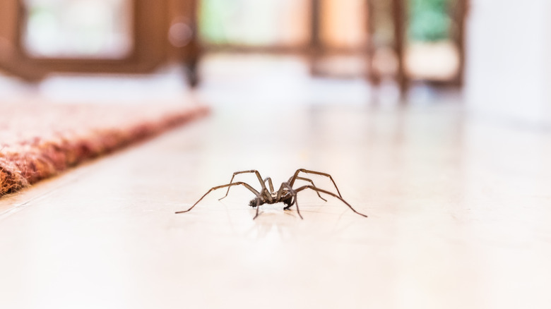 A common house spider crawls along a tiled floor in a house next to a reddish rug