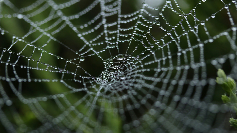 A selective focus picture of a spider web with drops of moisture hanging off its threads