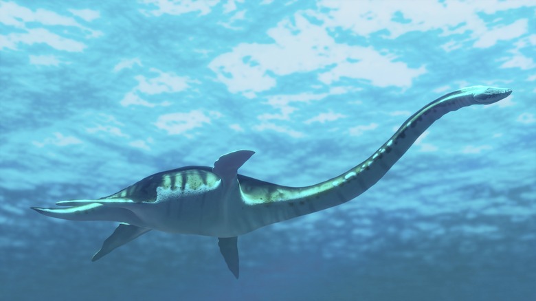 A plesiosaurus is swimming in the ocean