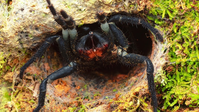 Trapdoor spider coming out of its burrow