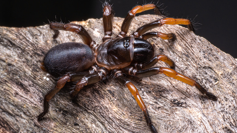 Trapdoor spider on piece of rock or wood