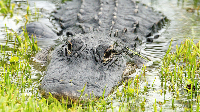 The eyes, upper jaw, and back of an American Alligator protrude above the surface of water