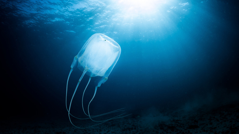 A Box Jellyfish swims in the ocean with the sun shining through the surface