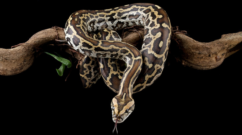 A Burmese python is shown coiled around a branch with its head hanging off against a black background