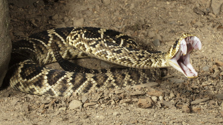 An eastern diamondback rattlesnake strikes with its mouth wide and fangs protruding