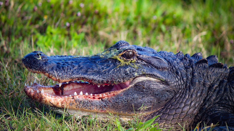 An alligator is shown from the neck up lying in grass