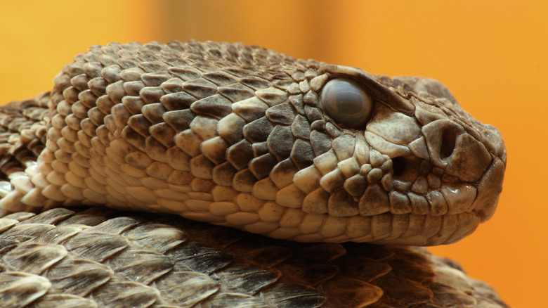 The Western Diamondback Rattlesnake has a venomous bite that can be deadly to humans without medical attention.