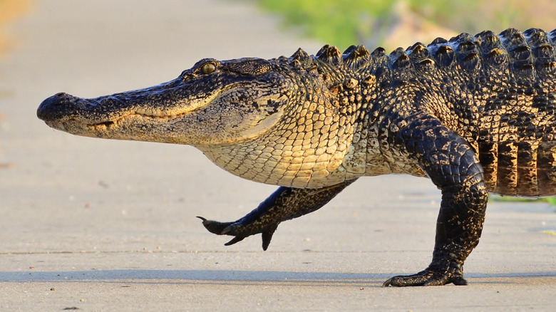 The American Alligator can be found across all Gulf of Mexico states