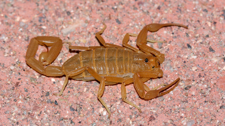 The Arizona Bark Scorpion isn't only restricted to Arizona; it's also a threatening animal in Texas.