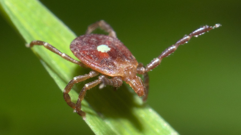 This tiny parasite is a scourge to pet dogs and hikers, but its possibility for disease is the real danger.