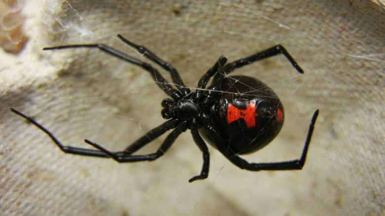 The Southern Black Widow spider might not kill many people, but its bite can still cause debilitating damage.